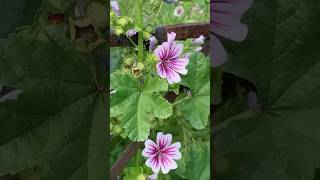 Malva Parviflora  Egyptian Mallow  Cheeseweed Mallow  Medicinal Plant  Edible Plant flower fyp [upl. by Onaimad]