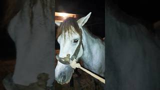 বীর বাহাদুর 🐎💥✅foryou horsemaster horseenthusiast viralvideo foryou [upl. by Even]