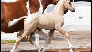 Palomino Warmblood Filly By Kambarbay  SOLD [upl. by Klute]