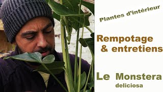 Le Monstera Deliciosa  tout savoir sur sa Culture et son Rempotage [upl. by Magocsi758]