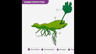 What is Gametophyte [upl. by Korie314]