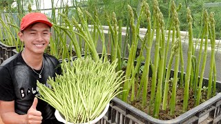 This Is How I Grow Asparagus On The Terrace For More Sprouts Fast Harvest [upl. by Zebapda]