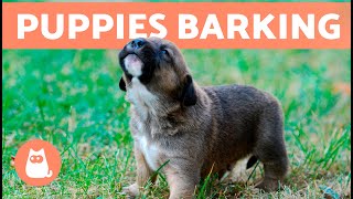 The Best PUPPIES BARKING COMPILATION 🐶 🔊 Cute and Adorable Puppy Barks [upl. by Simpson]