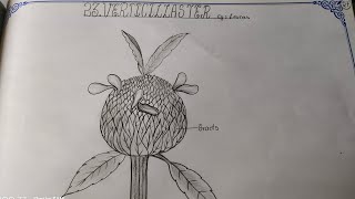 Drawing VERTICILLASTERLEUCAS TheLefthandedArtist verticillaster leucas botany record [upl. by Annitsirhc160]