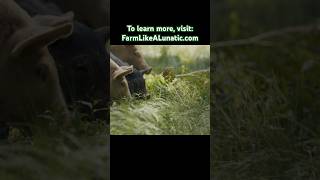 Joel Salatin on pasturing pigs to create lush pasture out of forest farm regenerativeagriculture [upl. by Anitnoc743]