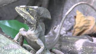 Basiliscus vittatus Brown basilisk  Basilisco o Charancaco male  macho Video 01 [upl. by Anastas]