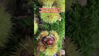 Castanea eatable nature shortvideo shortviral shortsfeed [upl. by Sharron935]