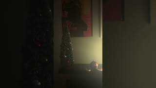 Murph’s Christmas lights christmas fortnite viralshorts [upl. by Ihcehcu]