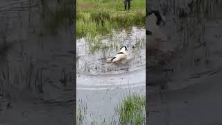 Springer Spaniel learning to retrieve from water gundogtraining [upl. by Aydin]