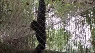 Siamang Gibbon Monkeys Hooting [upl. by Aneram]