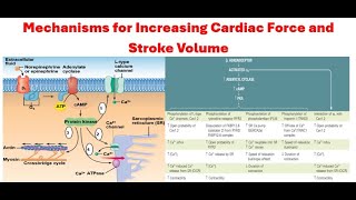 The Mechanisms by Which Cardiac Force and Stroke Volume Increase Calcium Channel Blocker Mechanism [upl. by Asila]