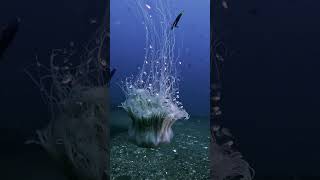 Lion’s mane jellyfish jellyfish gopro scubadiving underwater australia diving [upl. by Rehm809]