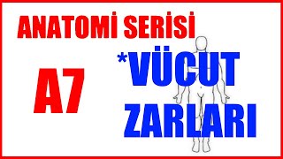 Vücut Zarları A7 Anatomi Serisi [upl. by Ykroc]