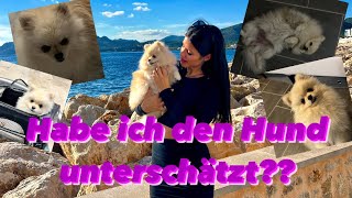 Alles über Pamuk Mein Zwergspitz 🐶🐶🐶  XNika [upl. by Sharona]