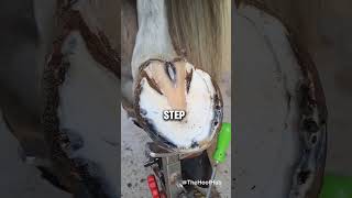 Best Hoof trimming EVER DONE  hoof horse animals [upl. by Phonsa]