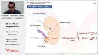 Desarrollo del sistema digestivo  Hígado y vesícula biliar [upl. by Thurlough]