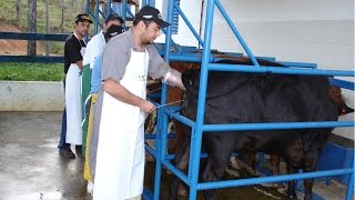 Curso Inseminação Artificial em Bovinos  Convencional e em Tempo Fixo  Cursos CPT [upl. by Virnelli206]