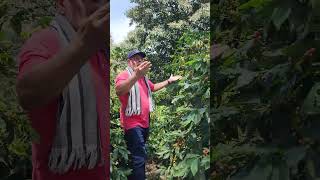 VARIEDADES DE CULTIVO DE CAFÉ EN SANTUARIO RISARALDA [upl. by Olsewski734]