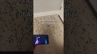 KSI New Song Gets Rid Of Ant Infestation 😭 shorts [upl. by Nwahsad]