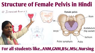 Structure of Female Pelvis in hindi  innominate bone  ilium  ischium  pubis sacrum  acetabulum [upl. by Worl765]