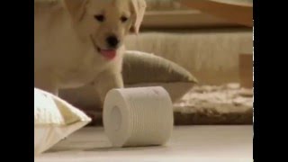 Kleenex Cottonelle Toilet Paper Australia Advert [upl. by Hukill]