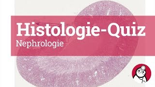 DocCheck HistologieQuiz Nephrologie [upl. by Donatelli289]