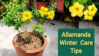 Allamanda winter care Allamanda plant pruning shampysgarden [upl. by Ama]