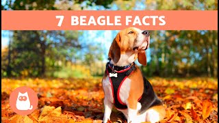 7 FACTS About the BEAGLE DOG BREED 🐶🐾 Why They Are So Loveable [upl. by Eelak]