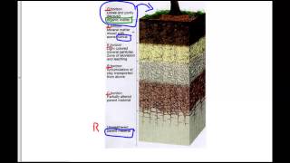 Soil Horizons Explained [upl. by Hartwell305]