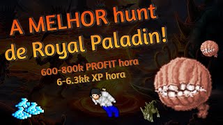 Tibia  Roshamuul Guzzlemaw Valley West  Os famosos BOCÃO de ROYAL PALADIN SOLO [upl. by Sanbo554]