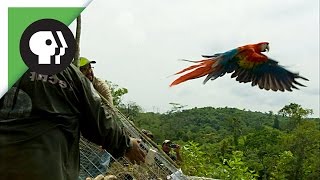 Scarlet Macaws Released to the Wild [upl. by Noet27]