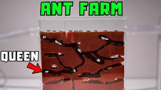 A Day In The Life Of An Ant Farm [upl. by Llewxam18]