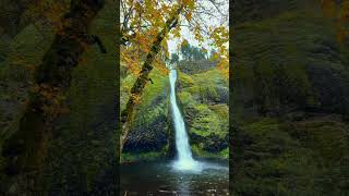 Beautiful Horsetail Falls in Oregon waterfalls pnw nature oregonwaterfalls [upl. by Arriek]