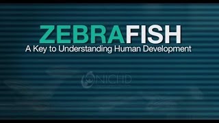 Zebrafish  A Key To Understanding Human Development [upl. by Gillead]