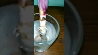 How to propagate Dracena in water shorts [upl. by Anikes]