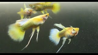 24k Full gold Ribbon Guppies [upl. by Mal447]