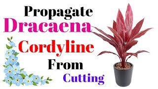 Propagate Dracaena Cordyline From Cutting  With Result Update [upl. by Nirhtak]