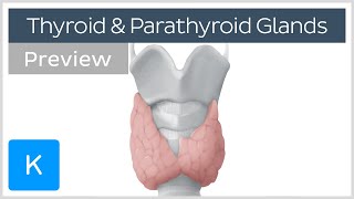 Thyroid and parathyroid glands preview  Human Anatomy  Kenhub [upl. by Intyrb401]