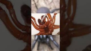 Funnel web spider 🕷️ 🕷️ venom  spiders spidervenom hearttransformation australia venomous [upl. by Llerrehs772]