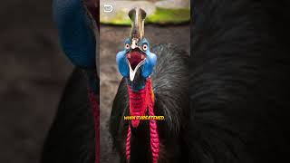 Cassowary Bird Guardians Of The Ancient Rainforest fact nature [upl. by Naji]