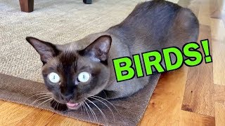 Burmese Cats Chattering and Talking about Birds Cute amp Funny [upl. by Maure48]