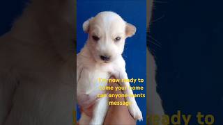 Do you like me pets puppy cute doglover ytshorts [upl. by Veradis723]