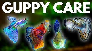 Guppy Fish Care 10 Things You Should Know About Guppies [upl. by Elvira]