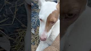 Myoclonus Seizures in dog suffering from canine distemper dog dogshorts viral doglover shorts [upl. by Darryn]