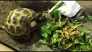 What Pebble the Horsefield tortoise eats in a day 🐢 [upl. by Rainah]