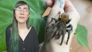 this tarantula is OLDER than me RARE Homoeomma chilensis rehousing [upl. by Lord202]