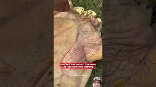 Sumdog turtle seaturtlerescue travel turtlerescue turtlesavelife seaturtles turtlevillage [upl. by Ecire]