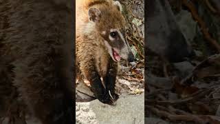 Wild city coati Playa del Carmen Mexico tropical Caribbean jungle cute animal life nature wildlife [upl. by Refenej644]