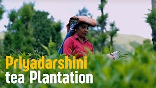 Tea tour and the Pridyadarshini Tea Plantation  Wayanad Weekend Destination [upl. by Hau]