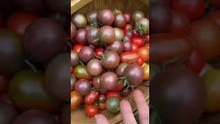 I love spending time at my garden shorts harvesting harvest growfood asmr countrylife [upl. by Seugram]